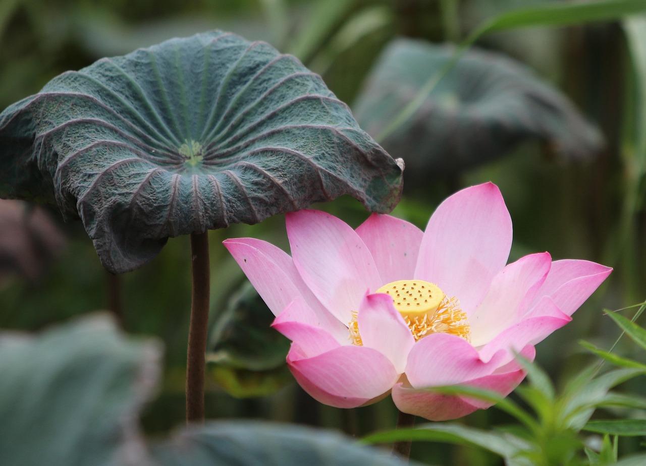 Recommended Lotus365 Review India Review 2026: Bonus, App, Withdrawal Tested