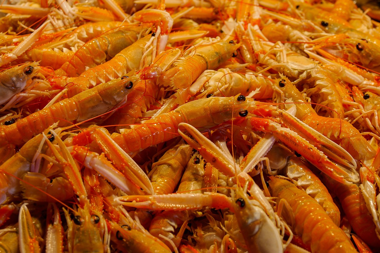 Premium Fish Shrimp Crab Review 2026: Bonus, App, Withdrawal Tested
